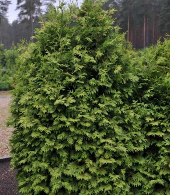 Туя західна 'Вареана Лютесценс' ( Wareana Lutescens) 8- річна - Зображення 4