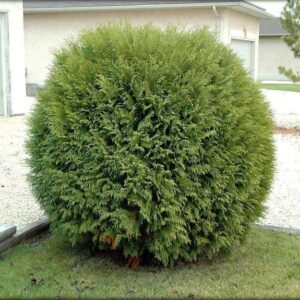 Туя західна Вудварді 4- річна Thuja occidentalis Woodwardii