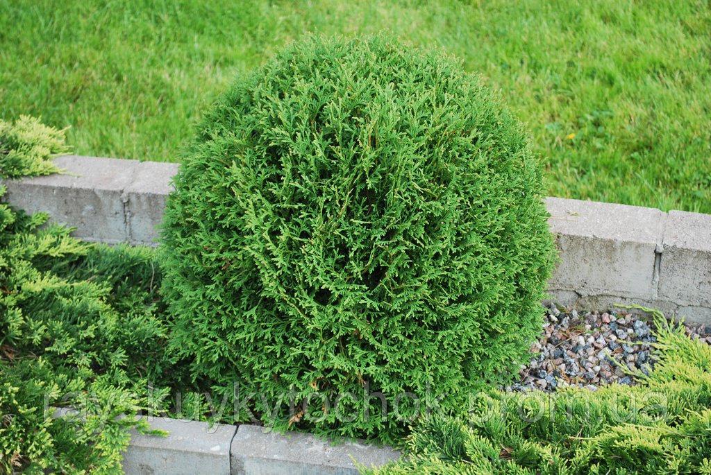 Туя західна Вудварді 4- річна Thuja occidentalis Woodwardii - Зображення 2