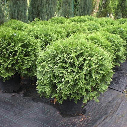 Туя західна Вудварді 4- річна Thuja occidentalis Woodwardii - Зображення 3