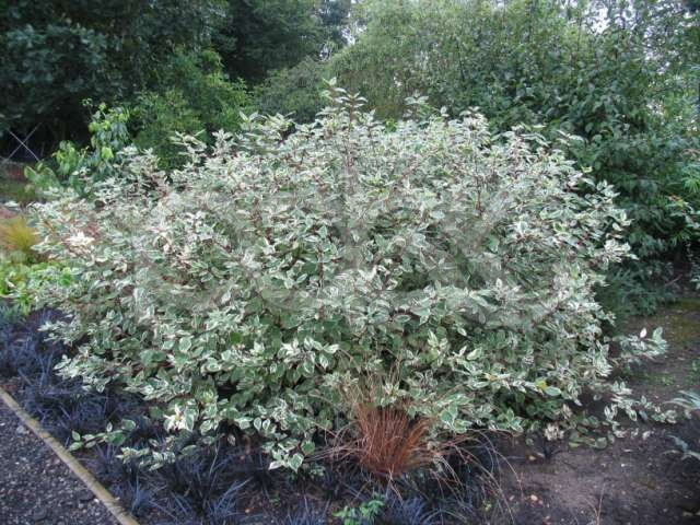 Дерен білий 'Сібіріка Варієгата' 3-річний Cornus alba 'Sibirica Variegata' - Зображення 3