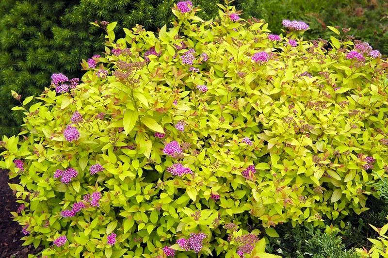 Спірея японська "Голден Принцесс", Spiraea japonica "Golden Princess", С1, 5 - Зображення 2