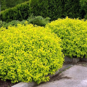 Спірея японська "Голден Принцесс", Spiraea japonica "Golden Princess", С1, 5