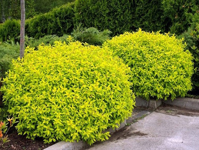 Спірея японська "Голден Принцесс", Spiraea japonica "Golden Princess", С1, 5