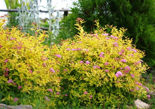 Спірея японська "Голден Принцесс", Spiraea japonica "Golden Princess", С1, 5 - Зображення 3