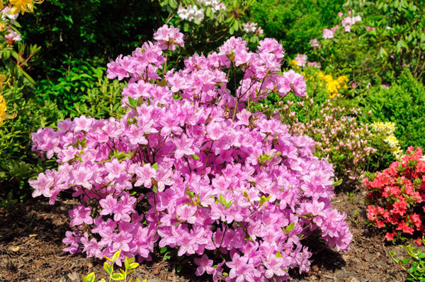 Азалія японська Кермезіна Розеа, (Kermesina Rosea) 2 річна - Зображення 5