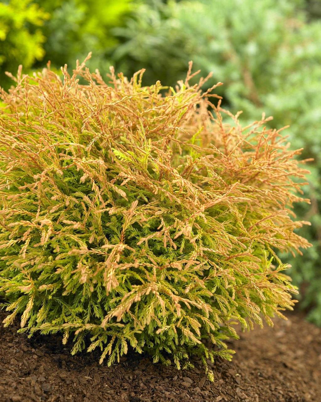 Туя західна Голден Таффет "Golden Tuffet" 3 річна Thuja occidentalis "Golden Tuffet" - Зображення 2
