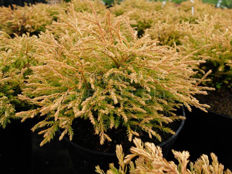 Туя західна Голден Таффет "Golden Tuffet" 3 річна Thuja occidentalis "Golden Tuffet" - Зображення 3