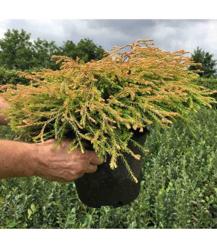 Туя західна Голден Таффет "Golden Tuffet" 3 річна Thuja occidentalis "Golden Tuffet" - Зображення 4