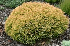 Туя західна Голден Таффет "Golden Tuffet" 3 річна Thuja occidentalis "Golden Tuffet"