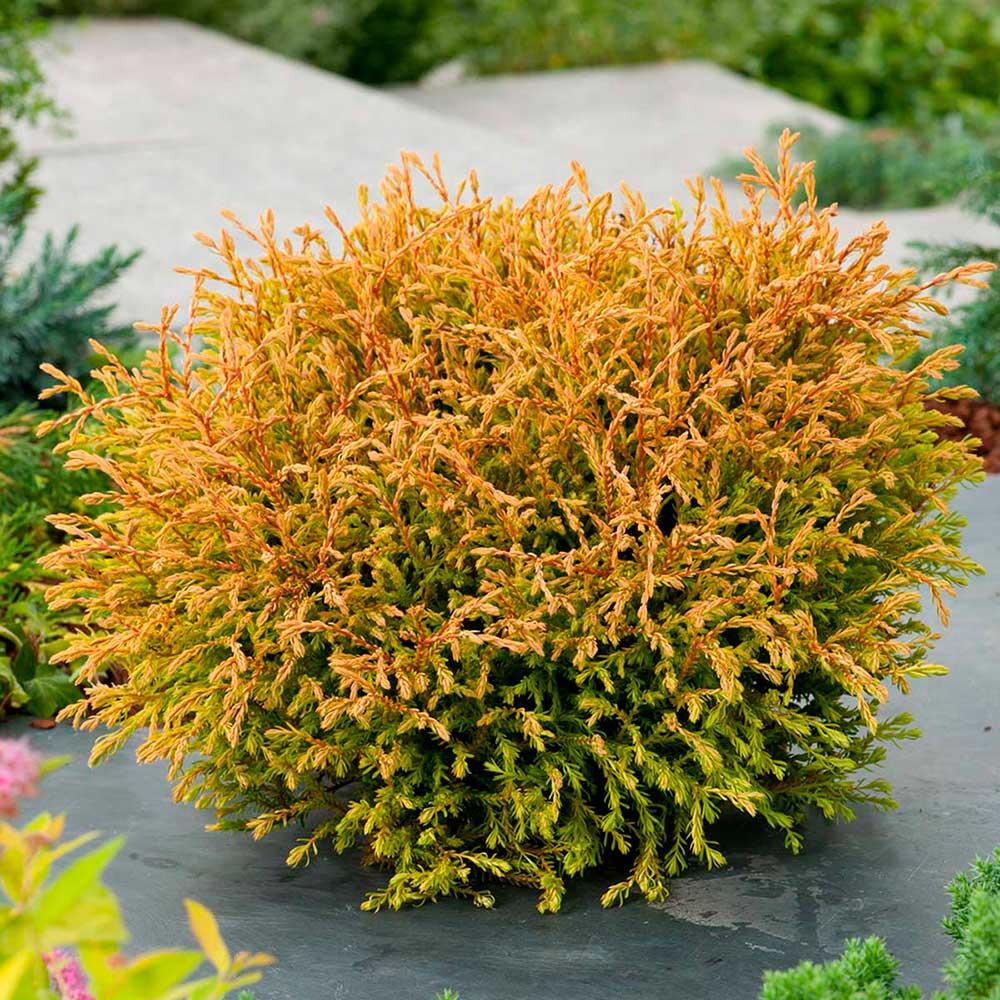 Туя західна Голден Таффет "Golden Tuffet" 3 річна Thuja occidentalis "Golden Tuffet" - Зображення 5