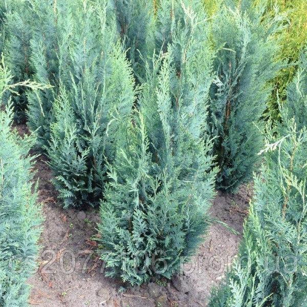 Кипарисовик Лавсона Колумнаріс "Columnaris " 3 річний - Зображення 3