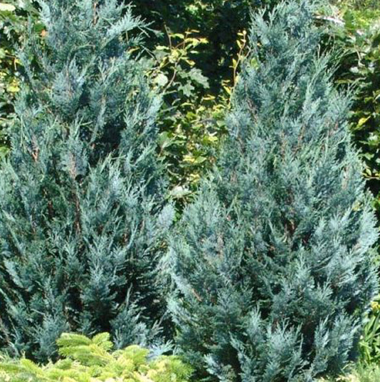 Кипарисовик Лавсона Колумнаріс "Columnaris " 3 річний - Зображення 5