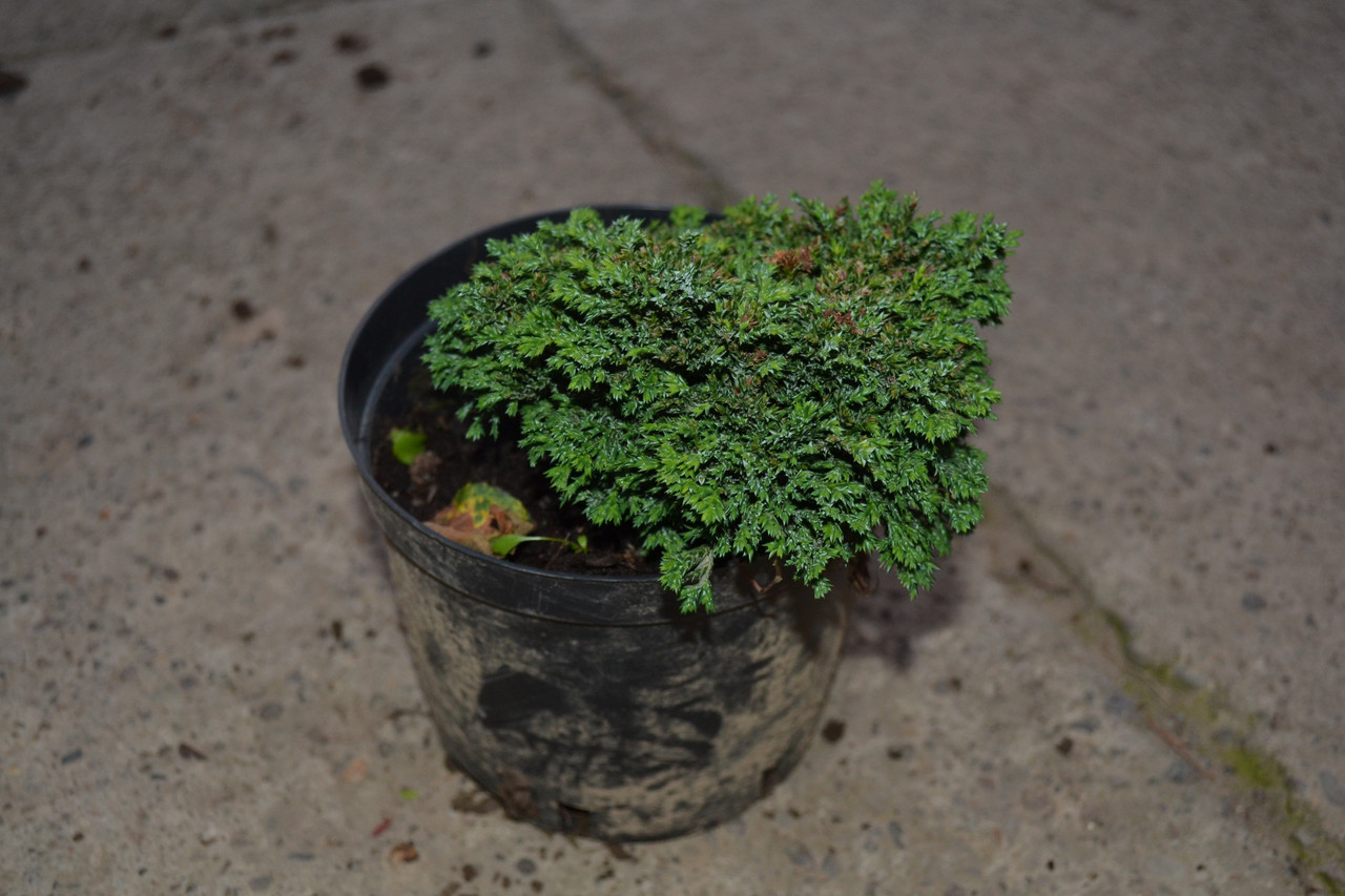 Кипарисовик горохоплідний "Хайм Савара", Chamaecyparis pisifera "Hime Sawara", С1, 5 - Зображення 3