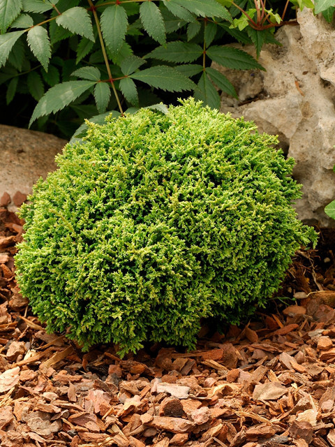 Кипарисовик горохоплідний "Хайм Савара", Chamaecyparis pisifera "Hime Sawara", С1, 5 - Зображення 5