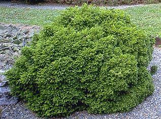 Кипарисовик горохоплідний "Хайм Савара", Chamaecyparis pisifera "Hime Sawara", С1, 5 - Зображення 6