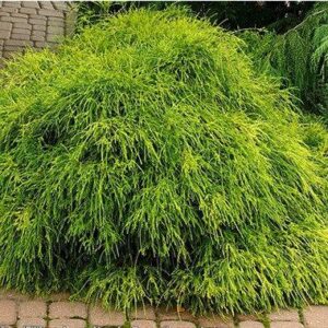 Кипарисовик горіхоплідний Філіфера Ауреа Нана 3 річний Chamaecyparis pisifera 'Filifera Aurea Nana'