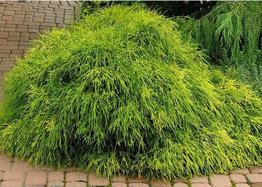 Кипарисовик горіхоплідний Філіфера Ауреа Нана 3 річний Chamaecyparis pisifera 'Filifera Aurea Nana'