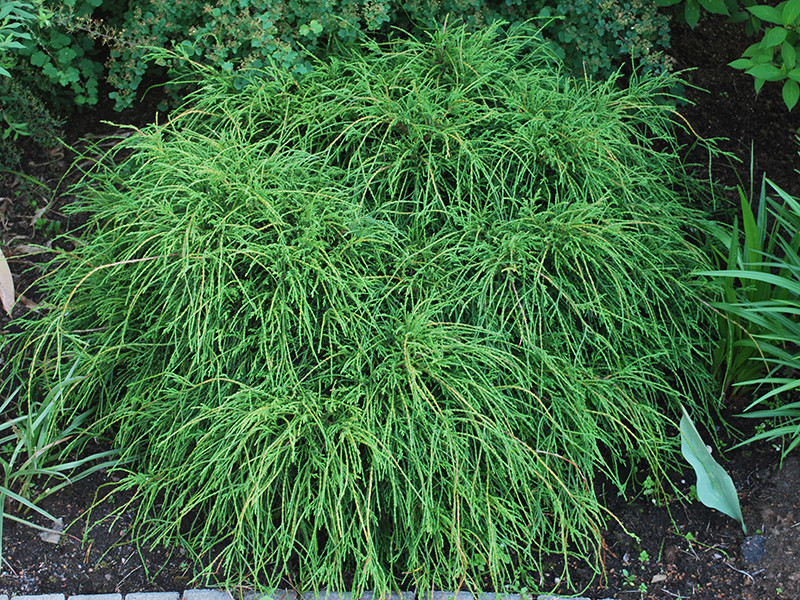 Кипарисовик горіхоплідний Філіфера Ауреа Нана 3 річний Chamaecyparis pisifera 'Filifera Aurea Nana' - Зображення 2