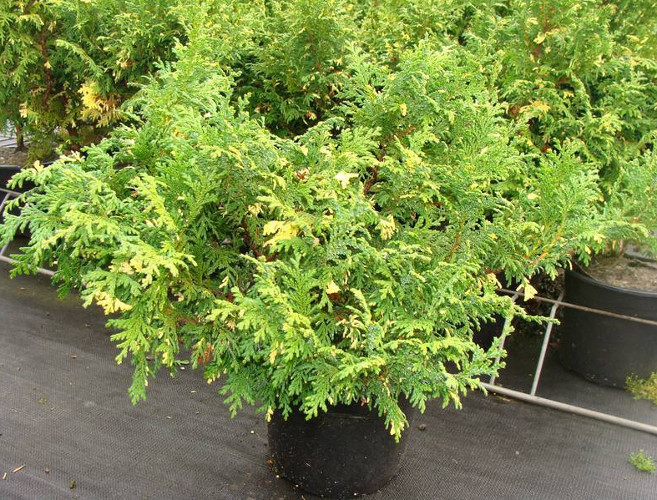 Кипарисовик горіхоплідний Філіфера Ауреа Нана 3 річний Chamaecyparis pisifera 'Filifera Aurea Nana' - Зображення 3