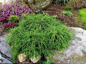 Кипарисовик горіхоплідний Філіфера Ауреа Нана 3 річний Chamaecyparis pisifera 'Filifera Aurea Nana' - Зображення 4