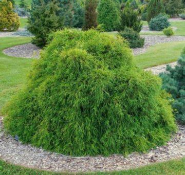 Кипарисовик горіхоплідний Філіфера Ауреа Нана 3 річний Chamaecyparis pisifera 'Filifera Aurea Nana' - Зображення 5