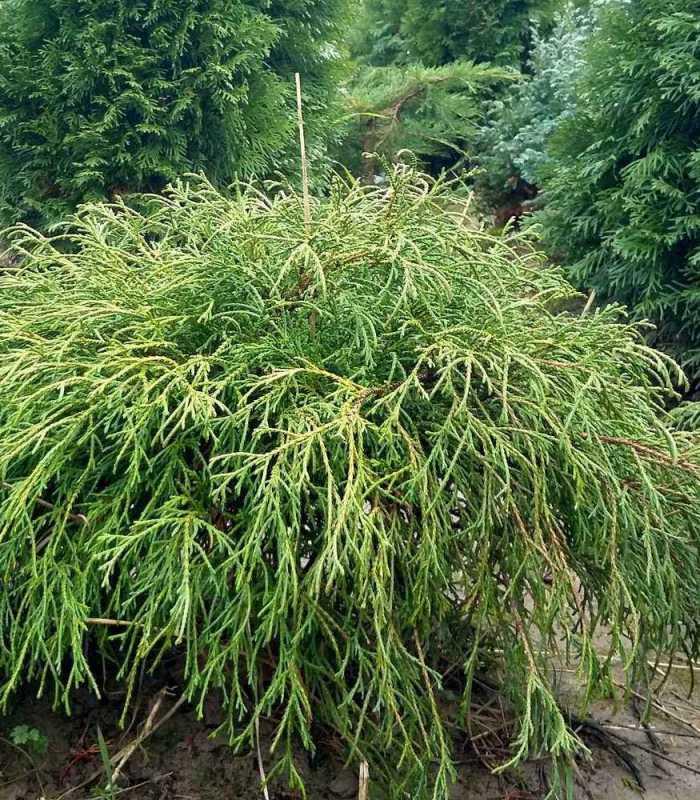 Кипарисовик горіхоплідний Філіфера Ауреа Нана 3 річний Chamaecyparis pisifera 'Filifera Aurea Nana' - Зображення 6