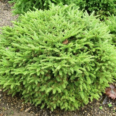 Ялина звичайна "Нідіформіс " 4- річна Picea abies Nidiformis - Зображення 2