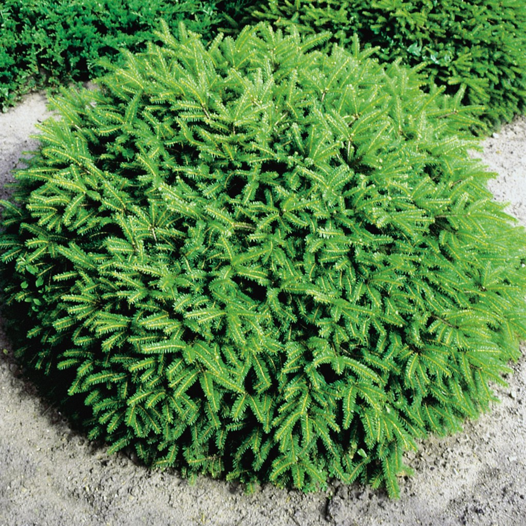 Ялина звичайна "Нідіформіс " 4- річна Picea abies Nidiformis - Зображення 3