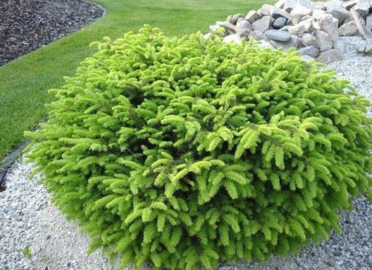 Ялина звичайна "Нідіформіс " 4- річна Picea abies Nidiformis - Зображення 4