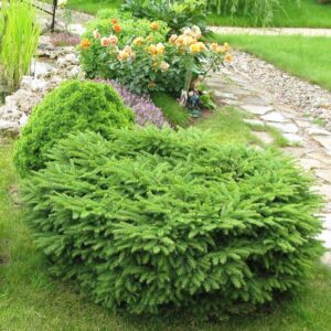 Ялина звичайна "Нідіформіс " 4- річна Picea abies Nidiformis