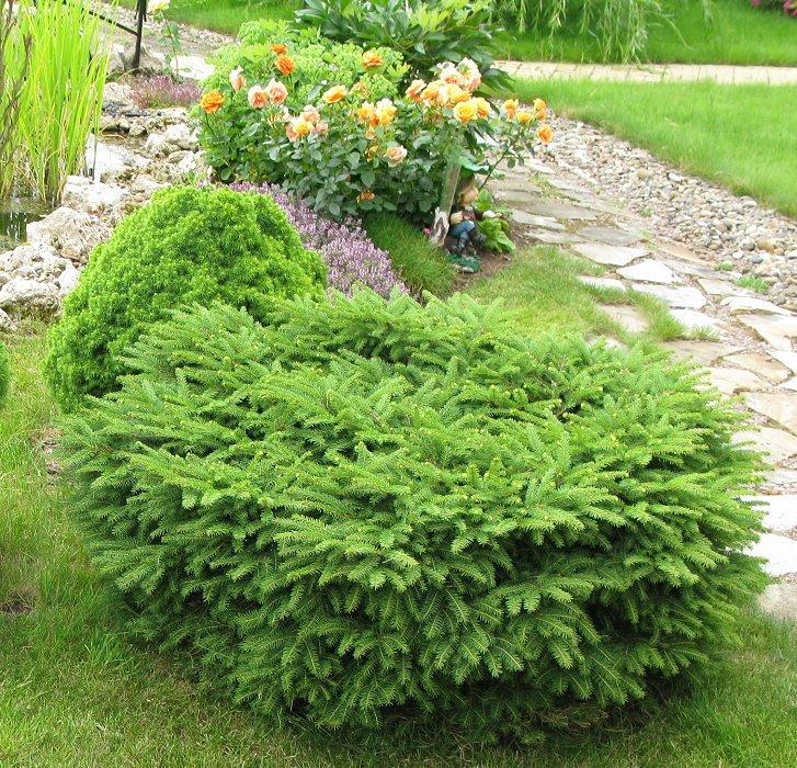 Ялина звичайна "Нідіформіс " 4- річна Picea abies Nidiformis
