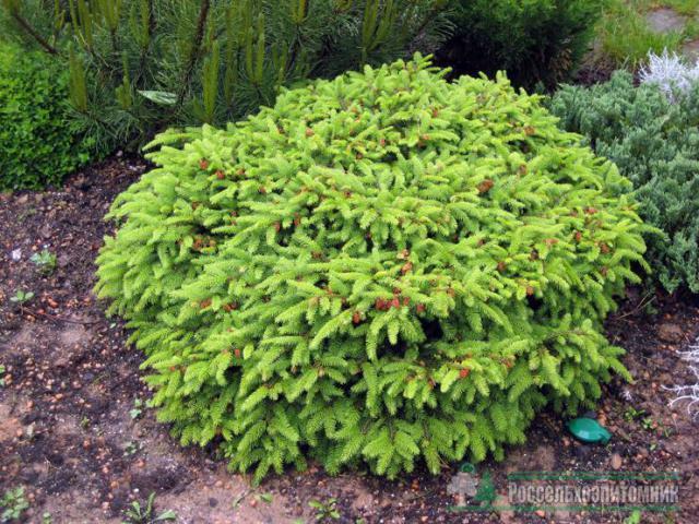 Ялина звичайна "Нідіформіс " 4- річна Picea abies Nidiformis - Зображення 5