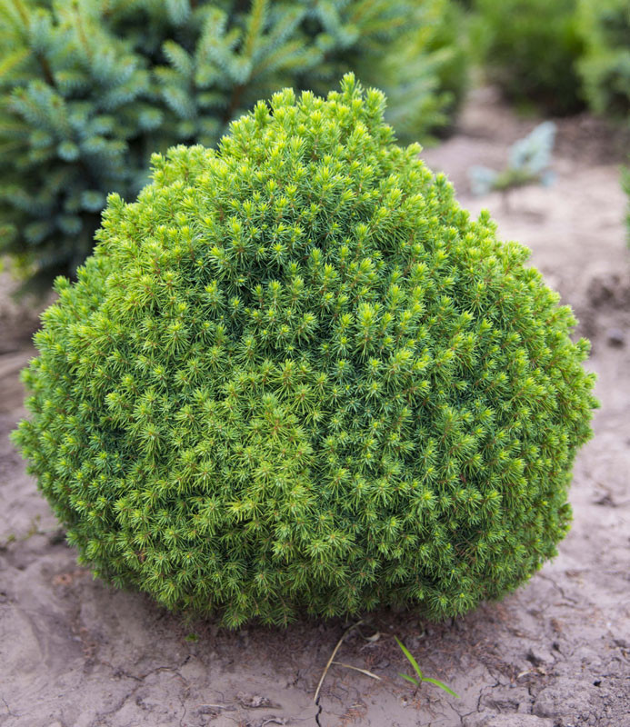 Ялина канадська "Альберта Глобе", "Alberta Globe", 4- річна, С3 - Зображення 3