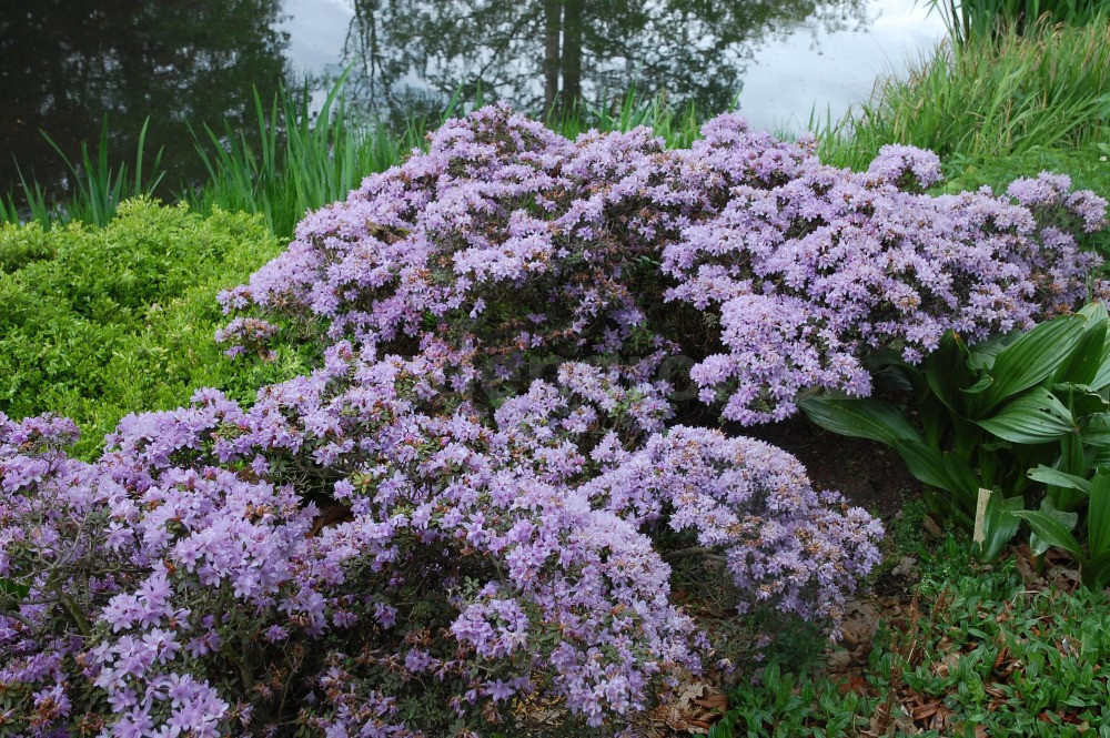 Рододендрон щільний "Buchlovice" 4 річний, Rhododendron impeditum 'Buchlovice' - Зображення 2