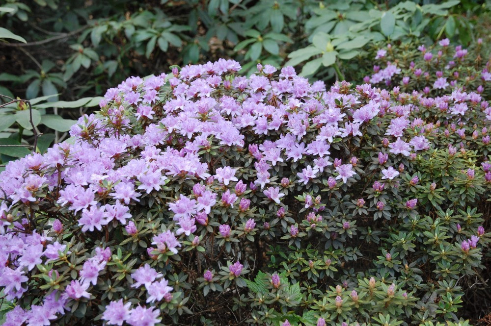 Рододендрон щільний "Buchlovice" 4 річний, Rhododendron impeditum 'Buchlovice' - Зображення 3
