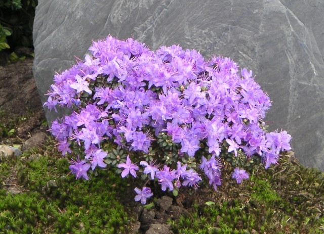 Рододендрон щільний "Buchlovice" 4 річний, Rhododendron impeditum 'Buchlovice' - Зображення 4