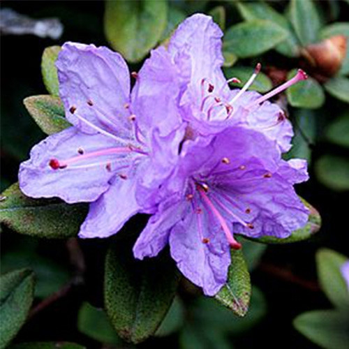 Рододендрон щільний "Рамапо" 2 -річний Rhododendron impeditum ‘Ramapo’
