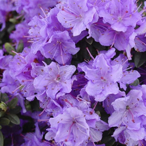 Рододендрон щільний "Рамапо" 2 -річний Rhododendron impeditum ‘Ramapo’ - Зображення 2