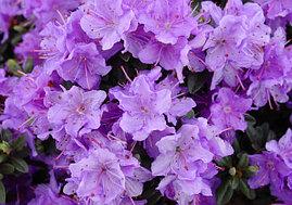 Рододендрон щільний "Рамапо" 2 -річний Rhododendron impeditum ‘Ramapo’ - Зображення 3