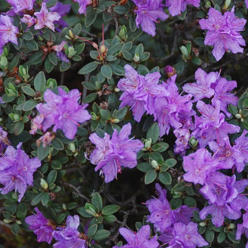 Рододендрон щільний "Рамапо" 2 -річний Rhododendron impeditum ‘Ramapo’ - Зображення 4