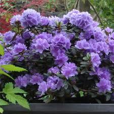 Рододендрон щільний "Рамапо" 2 -річний Rhododendron impeditum ‘Ramapo’ - Зображення 5