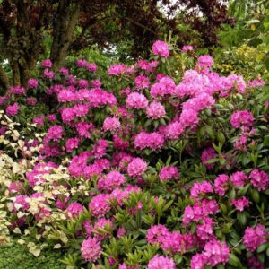 Рододендрон 'Розеум Елеганс' 3-річний Rhododendron 'Roseum Elegans'