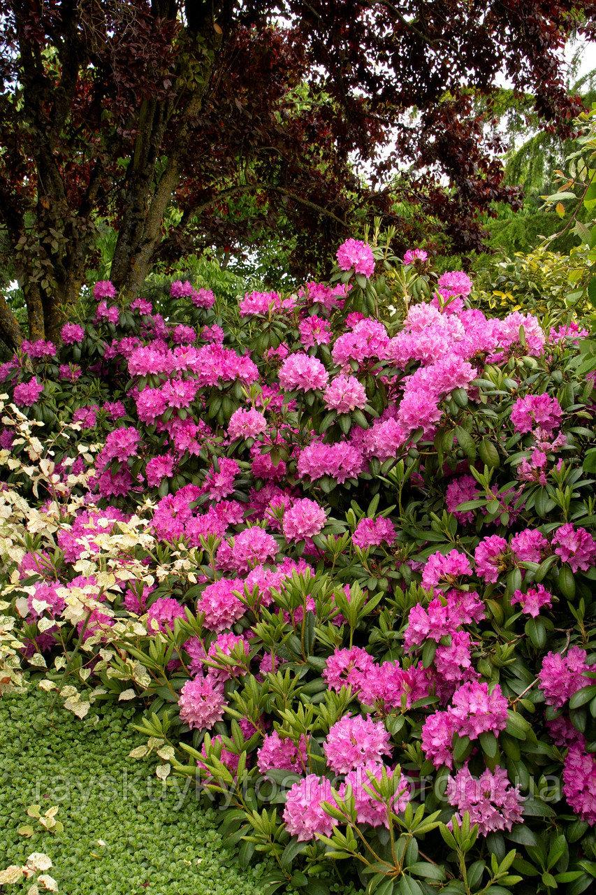 Рододендрон 'Розеум Елеганс' 3-річний Rhododendron 'Roseum Elegans'