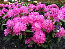 Рододендрон 'Розеум Елеганс' 3-річний Rhododendron 'Roseum Elegans' - Зображення 2