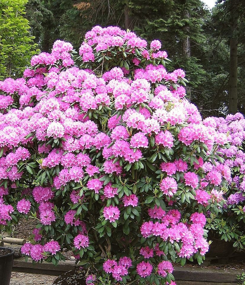 Рододендрон 'Розеум Елеганс' 3-річний Rhododendron 'Roseum Elegans' - Зображення 3