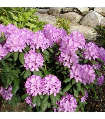 Рододендрон 'Розеум Елеганс' 3-річний Rhododendron 'Roseum Elegans' - Зображення 4