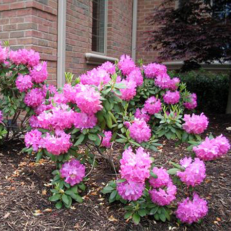 Рододендрон 'Розеум Елеганс' 3-річний Rhododendron 'Roseum Elegans' - Зображення 5