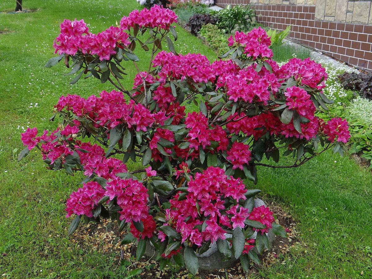 Рододендрон "Нова Зембла", Rhododendron 'Nova Zembla", 2- річний, С1, 5 - Зображення 3
