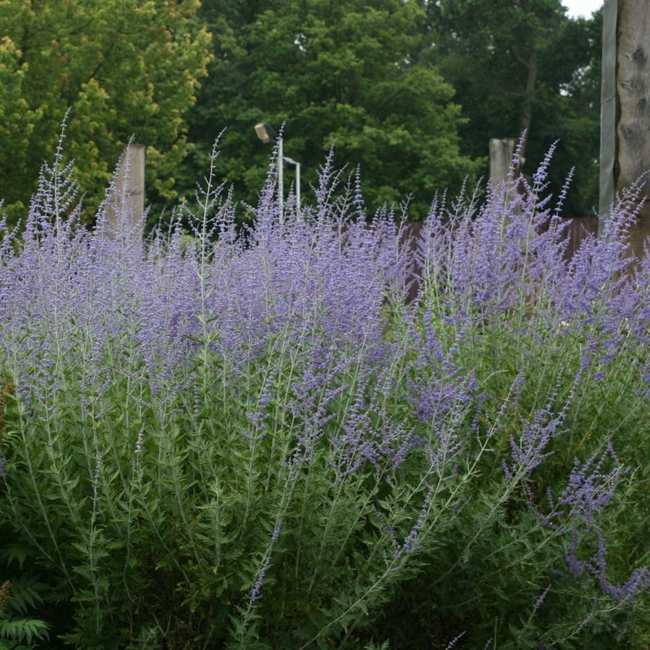 Перовскія 'Блу Спайр' 3-річна, Perovskia atriplicifolia 'Blue Spire' - Зображення 2